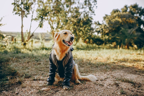 犬に服を着せるのはかわいそう?6つのメリットと注意点まとめのアイキャッチ画像