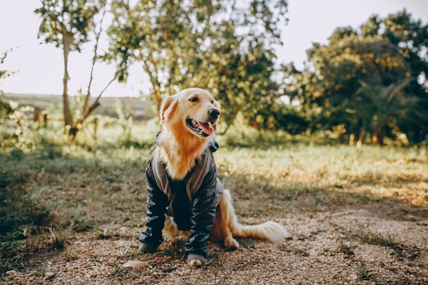 犬に服を着せる6つのメリットとは？注意点も解説！のアイキャッチ画像