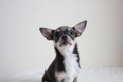 【犬図鑑 チワワ】今なお人気の高いチワワの魅力に迫るのアイキャッチ画像