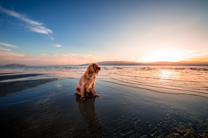 犬のしつけをする前に知っておきたい２つの訓練法のアイキャッチ画像