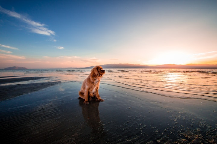 犬のしつけをする前に知っておきたい２つの訓練法 - CHERIEE あにまるマガジン