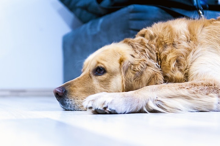 しつけ,性格,牧畜犬,犬,犬種,狩猟犬