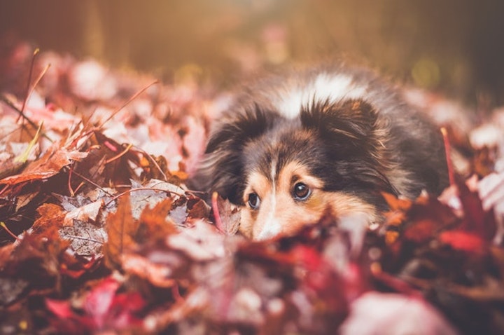 しつけ,性格,牧畜犬,犬,犬種,狩猟犬