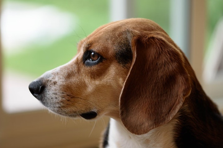 しつけ,性格,牧畜犬,犬,犬種,狩猟犬