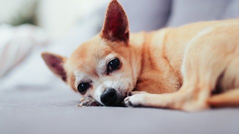 犬の性格は「ある3ヶ月」で決まる?パピーパーティが効果的な理由のアイキャッチ画像