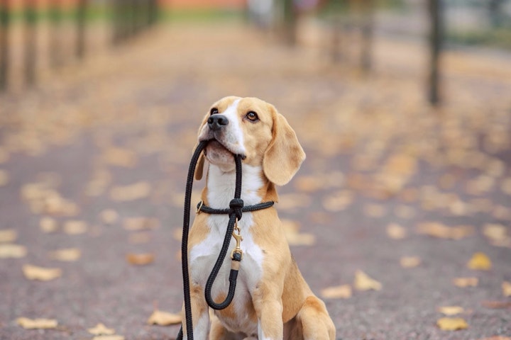 散歩は「ただの運動」ではない！犬にとっての散歩とは。 - CHERIEE あにまるマガジン