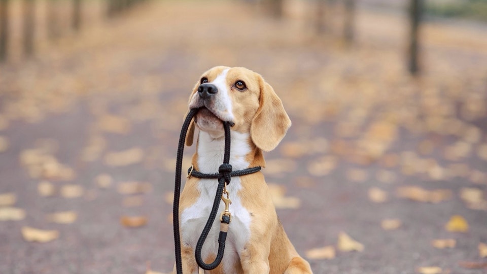 散歩は「ただの運動」ではない!犬にとっての散歩とは。