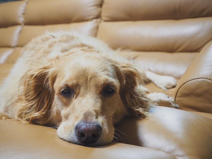 犬,ブラッシング,ブラシ,選び方