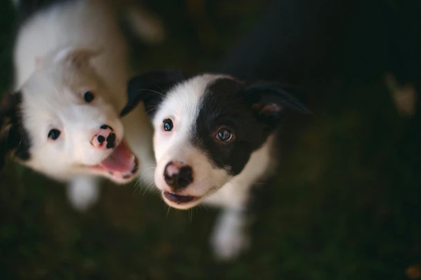 犬の社会化期にパピーパーティが効果的な理由のアイキャッチ画像