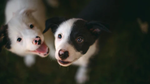 犬の性格は「ある3ヶ月」で決まる?パピーパーティが効果的な理由のアイキャッチ画像