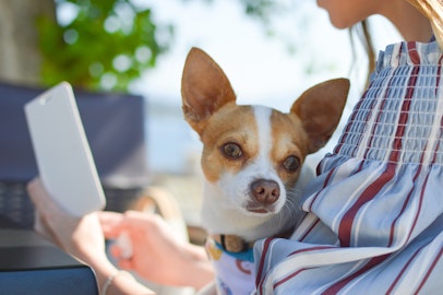 犬のことを考えた結果、抱っこ紐「ドッグスリング」が便利らしいのアイキャッチ画像