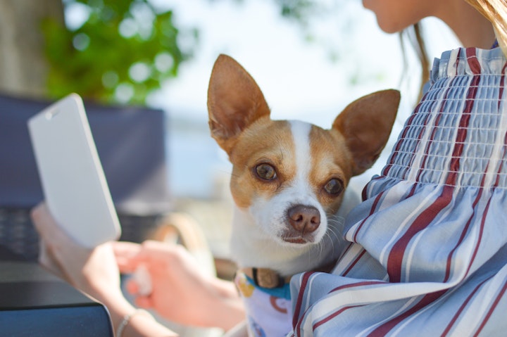 犬のことを考えた結果、抱っこ紐「ドッグスリング」が便利らしい - CHERIEE あにまるマガジン