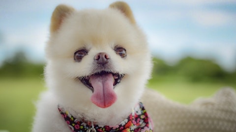 【犬図鑑】性格が良い?飼いやすい?ポメラニアンについて徹底解説!のアイキャッチ画像