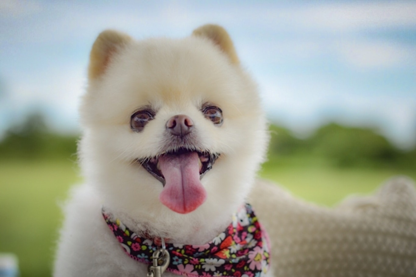 犬図鑑 性格が良い 飼いやすい ポメラニアンについて徹底解説 シェリー ペットの幸せを一緒に考える