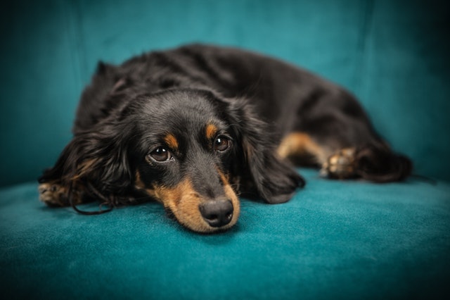 犬図鑑 ダックスフンドは毛の長さで性格が変わるってホント シェリー ペットの幸せを一緒に考える