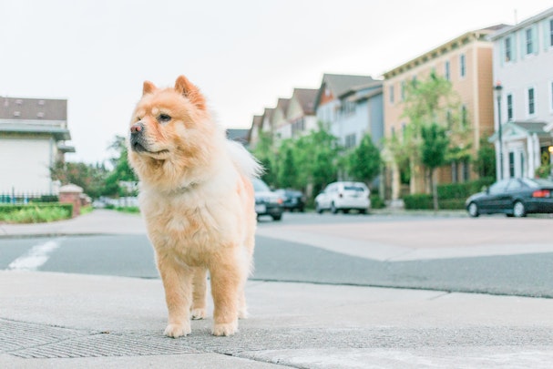 実は簡単！犬・猫のボランティアに参加する方法を３分で解説のアイキャッチ画像