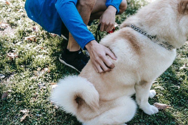 犬,ブラッシング,嫌がる,理由,対策