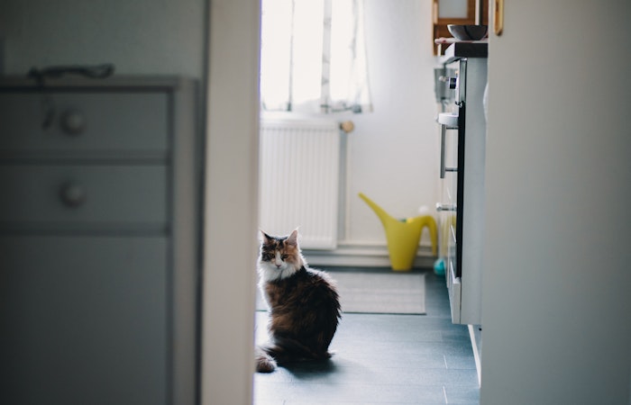 留守番,多頭飼い,ストレス,単独行動,運動不足,相性