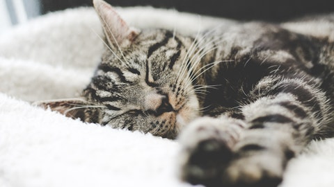 共働き家庭にオススメなのは、猫1匹より多頭飼い?その理由とは。のアイキャッチ画像