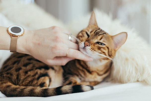 猫アレルギーだけど飼いたい!アレルギーに優しい猫種7選のアイキャッチ画像