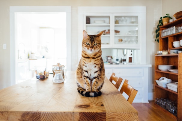 猫を安心してお留守番させるために気をつけたいポイントとはのアイキャッチ画像