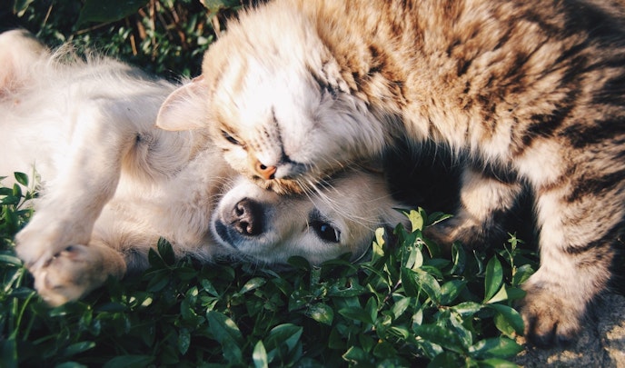 犬と猫、飼うならどっちがオススメ?6つの項目でチェックしてみようのアイキャッチ画像