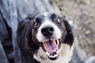 おやつくれ、外に出せ、留守番イヤだ！犬の吠えを制御する大事なポイントのアイキャッチ画像