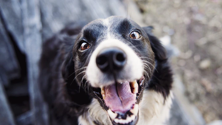 犬の要求吠えをやめさせたい!原因とすぐに実践できる対処法のアイキャッチ画像