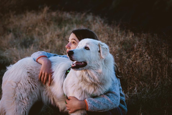 しつけ,性格,牧畜犬,犬,犬種,狩猟犬