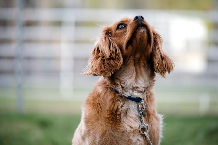 犬,草,食べる