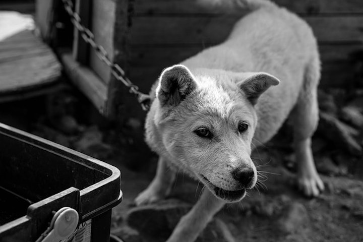 鎖で繋がれた犬