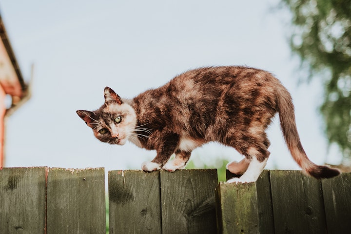 高い塀の上を歩く猫