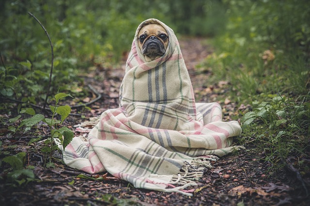 毛布被った犬
