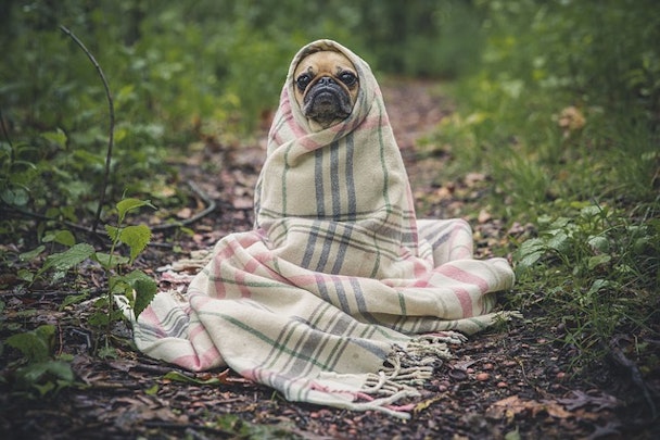 犬は家の中と外どっちで飼う？室内飼いのススメ！のアイキャッチ画像