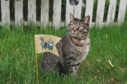 猫がいてもオシャレに観葉植物を飾りたい！猫に無害な観葉植物10選のアイキャッチ画像