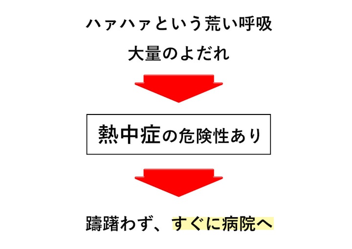 体調,健康,夏,対策,暑さ,熱中症,犬,症状