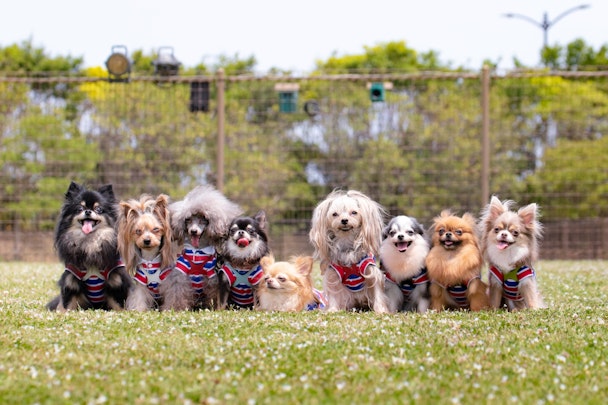 犬種によって性格が似ている理由は○○だった！犬種別の特徴とは。のアイキャッチ画像