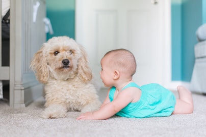 犬と赤ちゃんが一緒に暮らすために、７つの気をつけること。のアイキャッチ画像