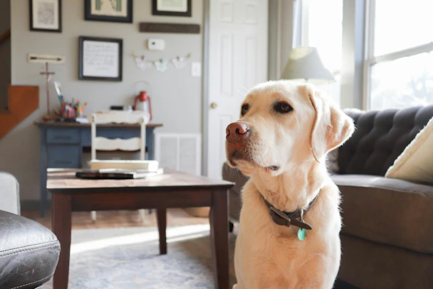 犬は家の中と外どっちで飼う？室内飼いのススメ！のアイキャッチ画像