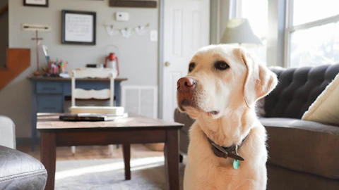 犬は家の中と外どっちで飼う?室内飼いのススメ!のアイキャッチ画像