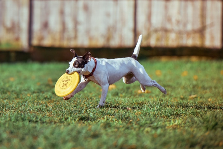 フリスビー犬