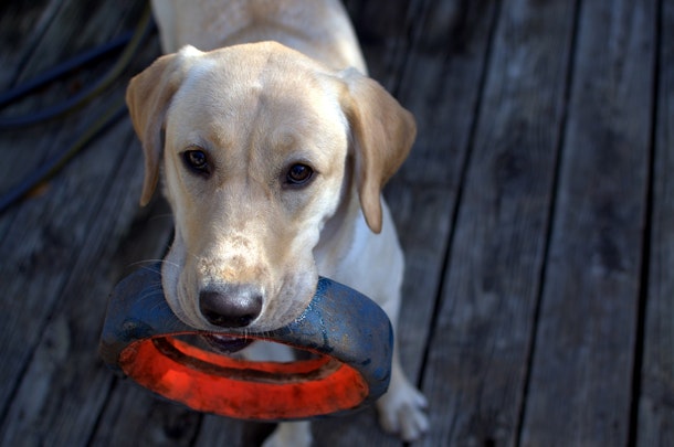 犬がおもちゃを離さない!犬の所有欲を抑制する遊び方とはのアイキャッチ画像