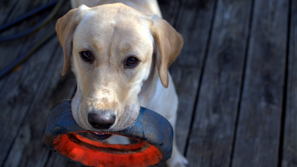 独占欲の強い犬に効果的!犬の所有欲を抑制する玩具遊びの方法