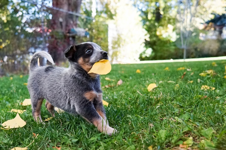 雑草を食べる犬