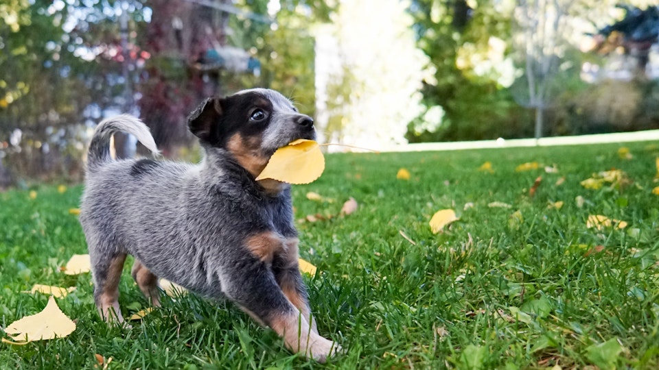犬が散歩中に草を食べる理由とは?注意点と対処法も解説!