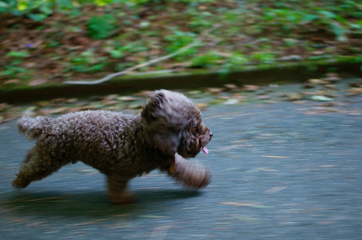 走る犬