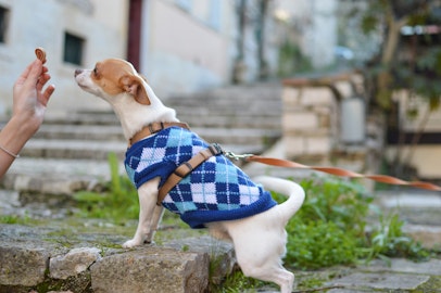 散歩中、匂いを嗅ぐのはやめさせるべき？犬にとって一番良い方法とは。のアイキャッチ画像