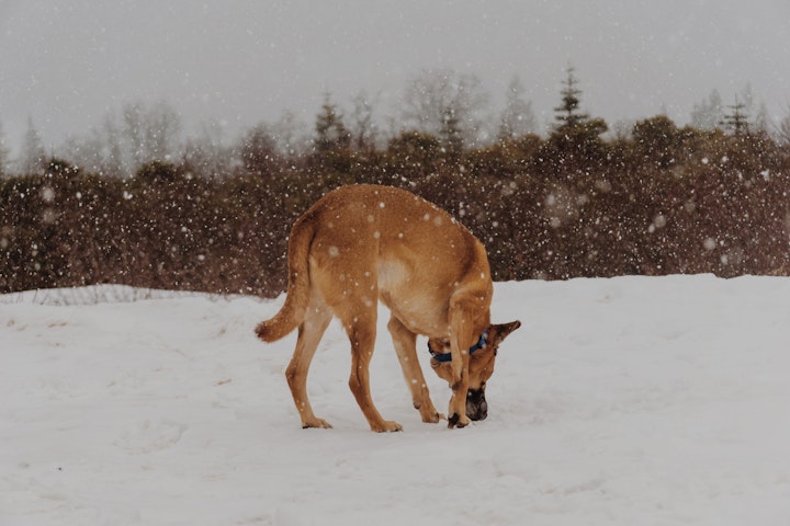 雪の中拾い食いをする犬