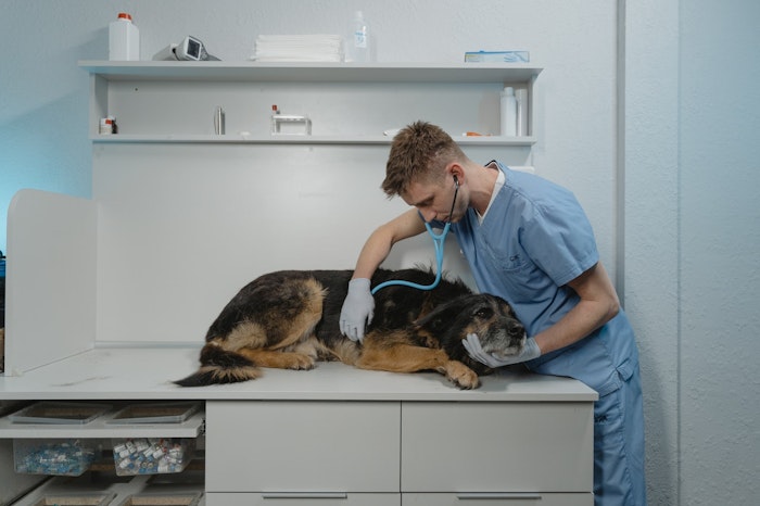 犬が散歩中に草を食べる理由とは 注意点と対処法も解説 シェリー ペットの幸せを一緒に考える