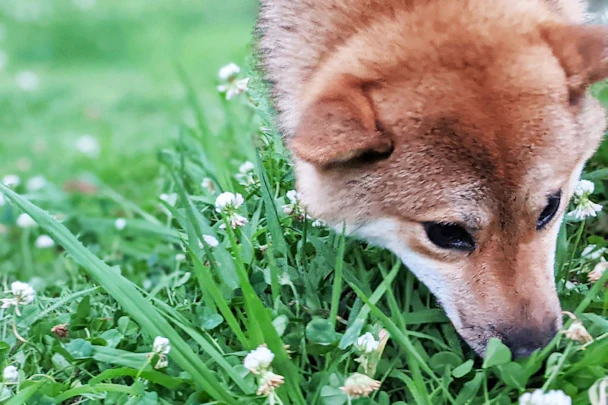 散歩中、匂いを嗅ぐのはやめさせるべき？犬にとって一番良い方法とは。のアイキャッチ画像